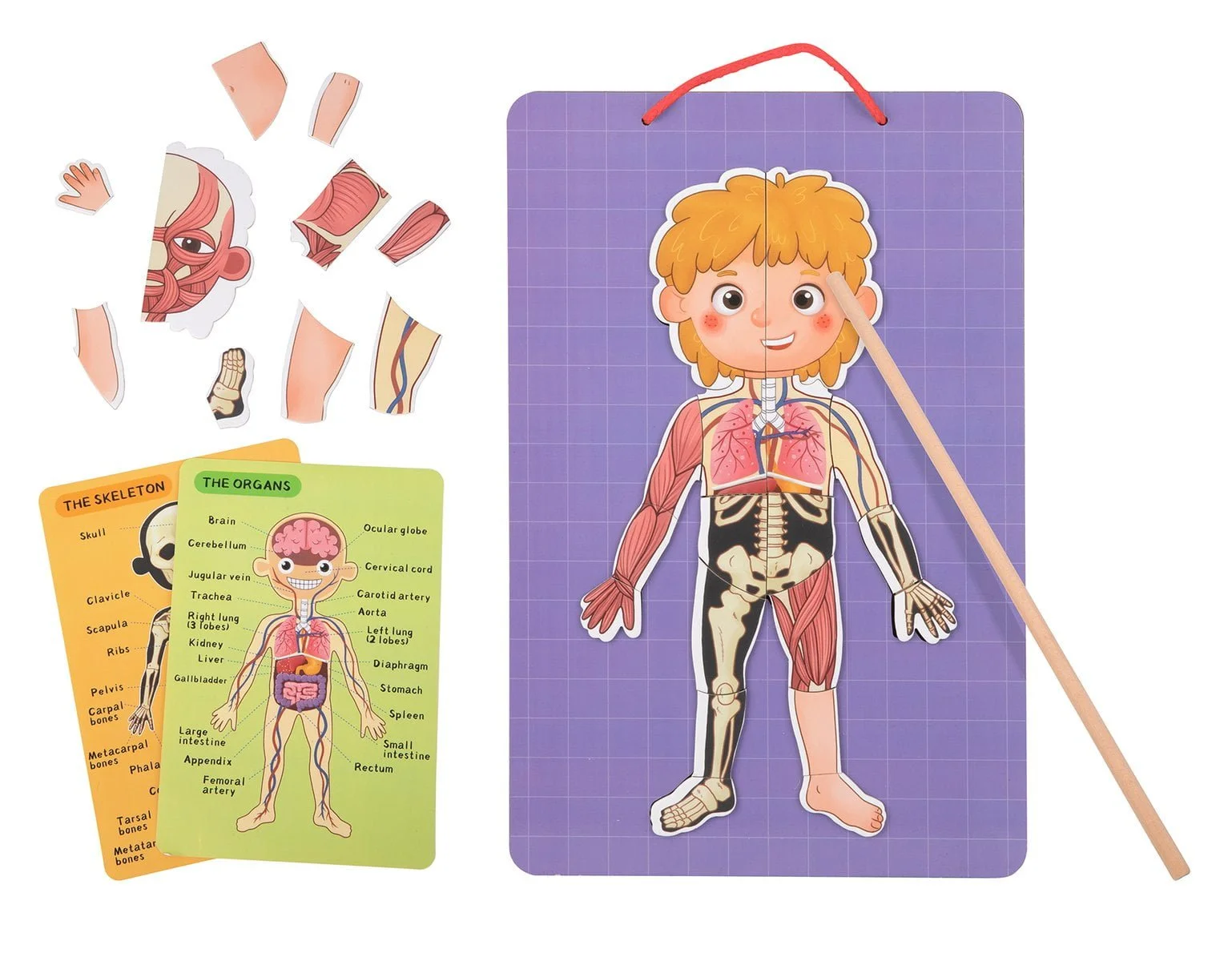 Tooky Toy Magnetic Body Chart